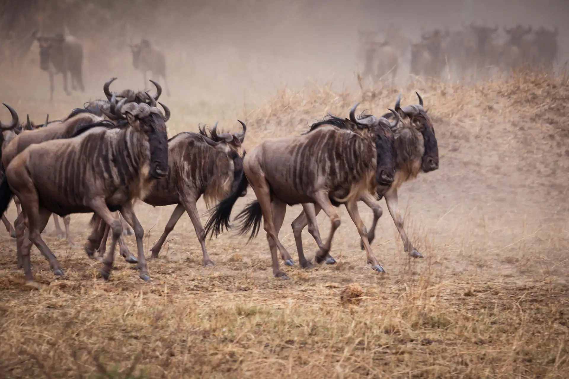 Wildlife on the move during the Great Migration