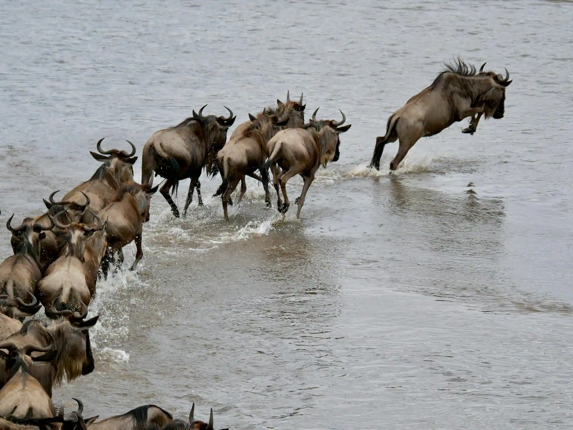 Wildebeest crossing the Mara River during the Great Migration