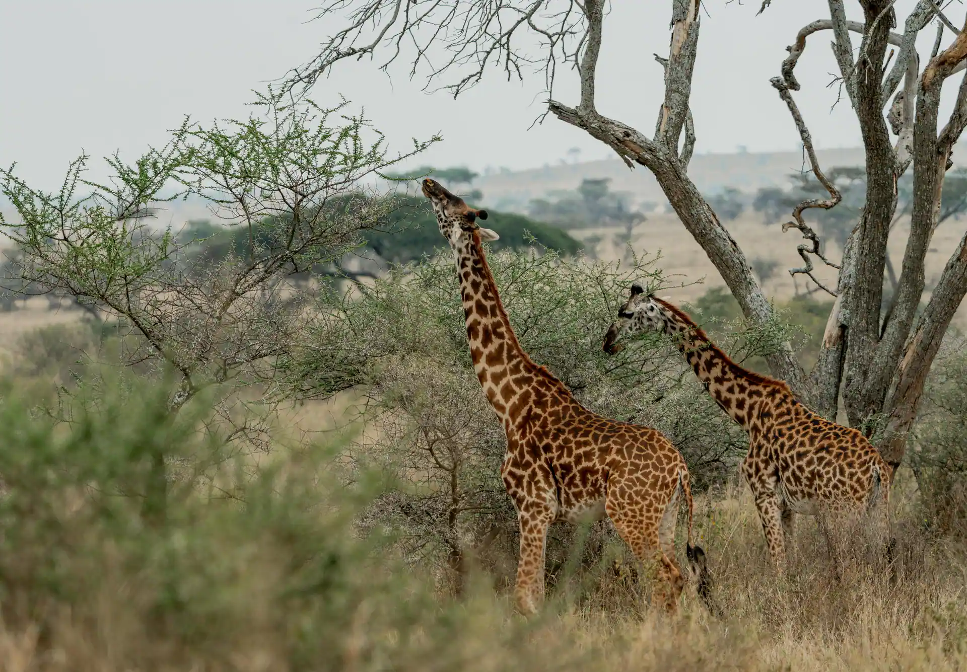 Tanzania safari landscape
