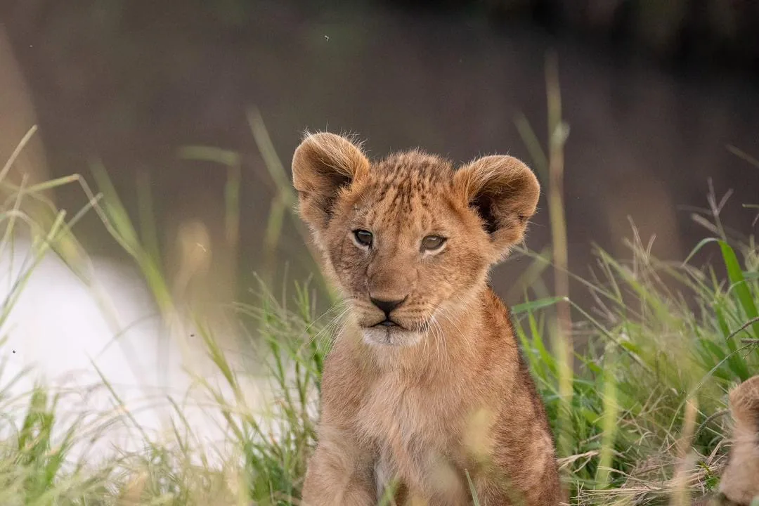 Tanzania safari landscape