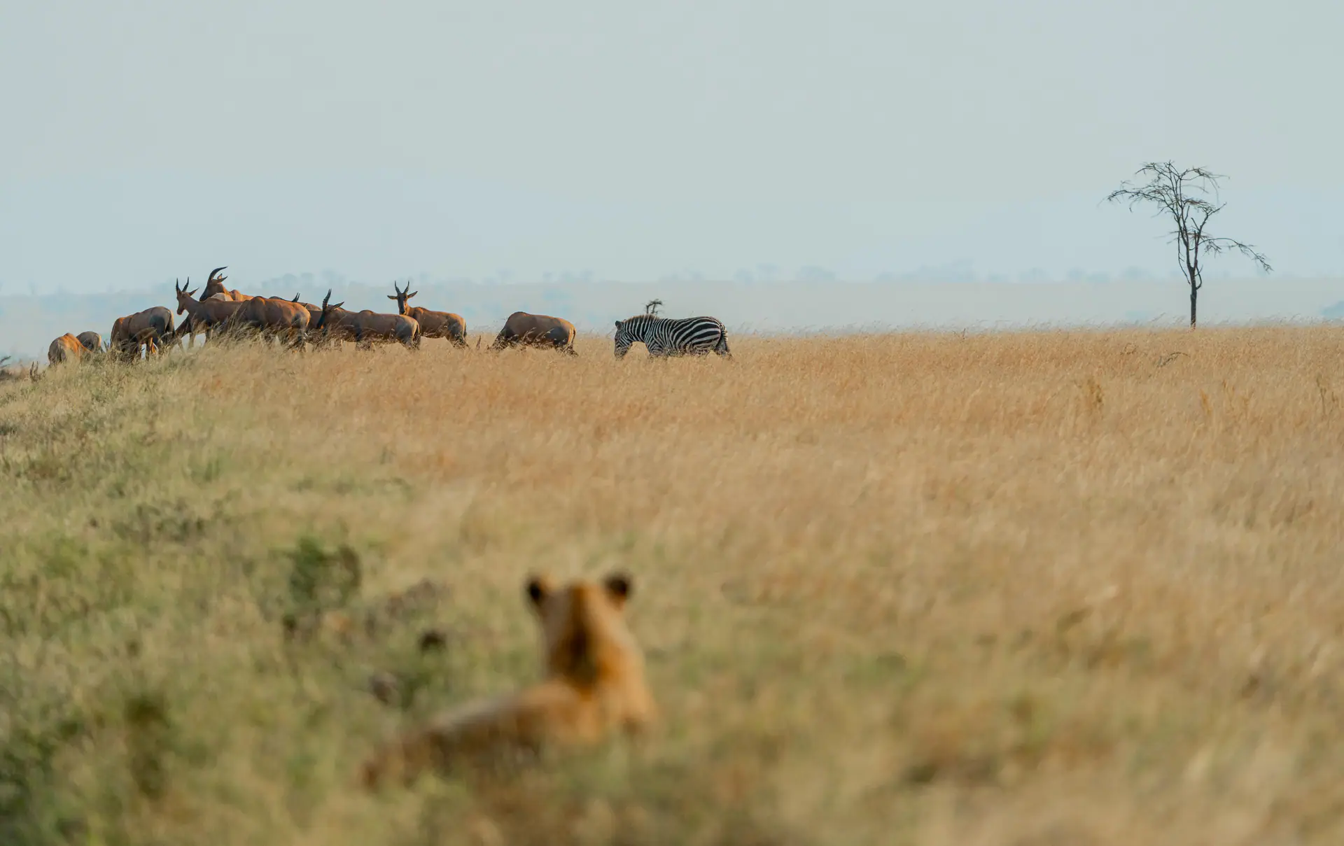 Tanzania safari landscape