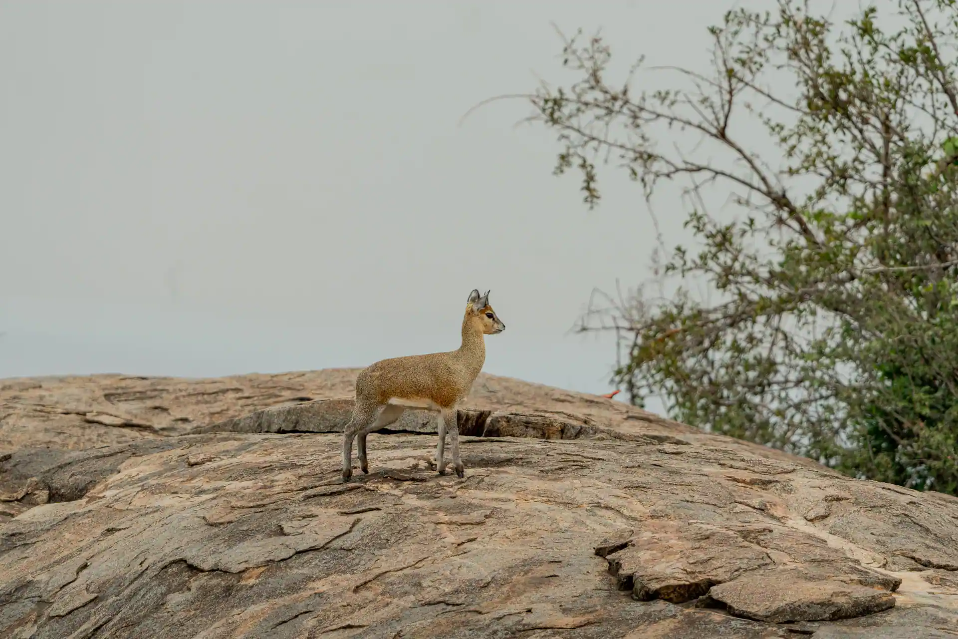 Tanzania safari landscape