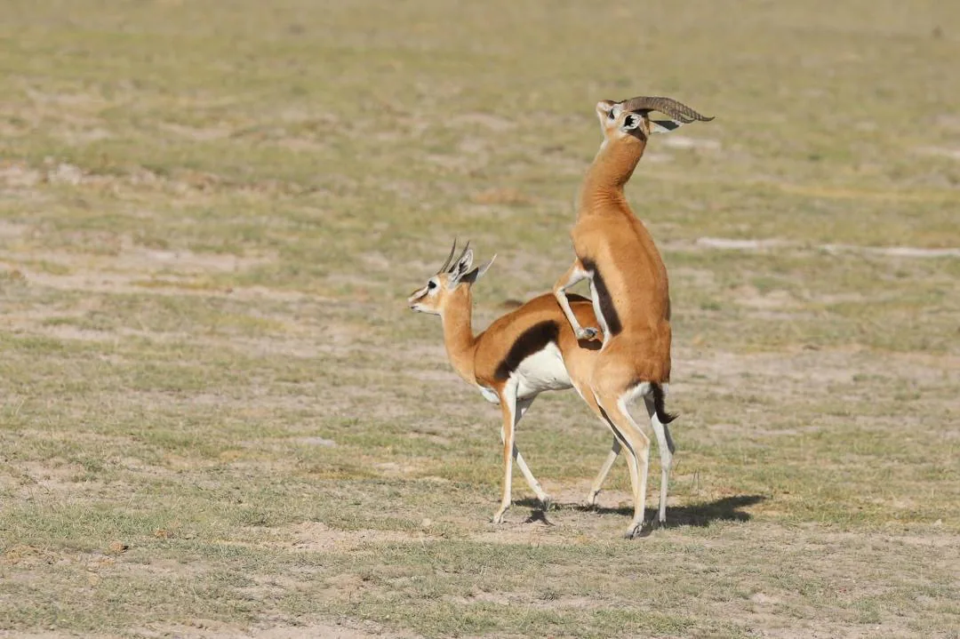 Romantic sunset over the African savanna