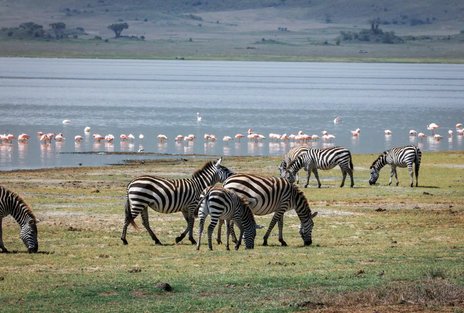 Lake Manyara with flamingos and tree-climbing lions territory