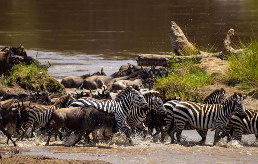 Wildebeest herds in the Ndutu area during calving season