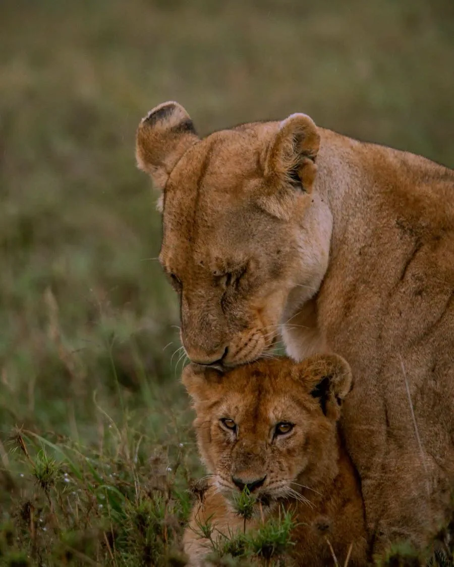 Safari game drive in Tanzania