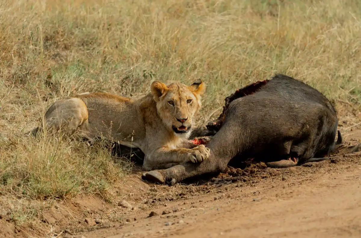 Serengeti adventure moment