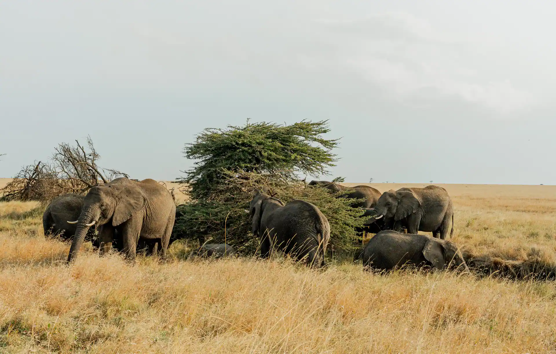 Tanzania safari moment