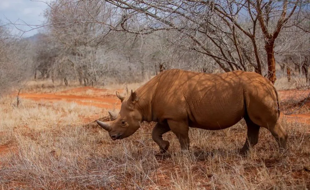Tanzania wildlife photography