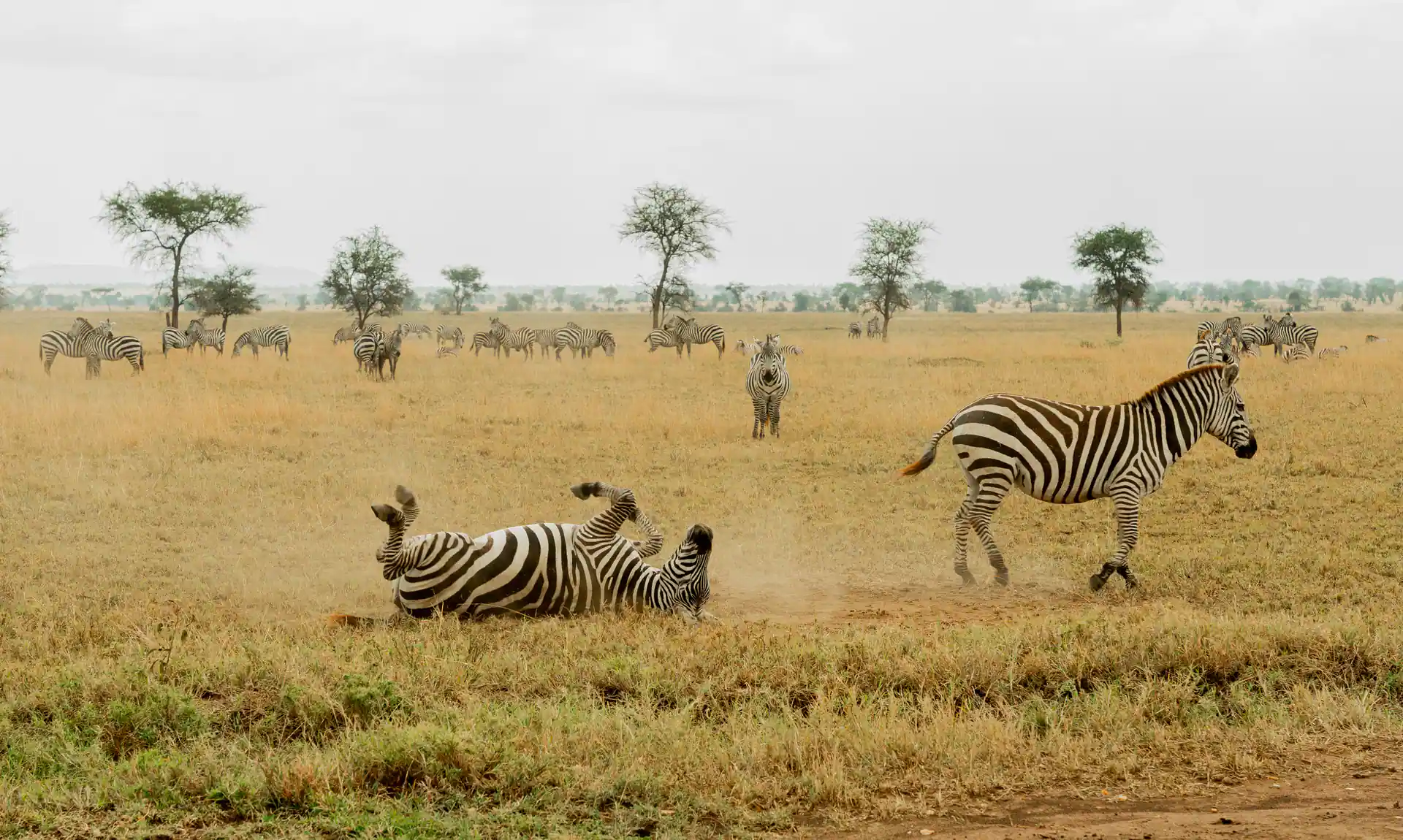 Serengeti wildlife in golden light