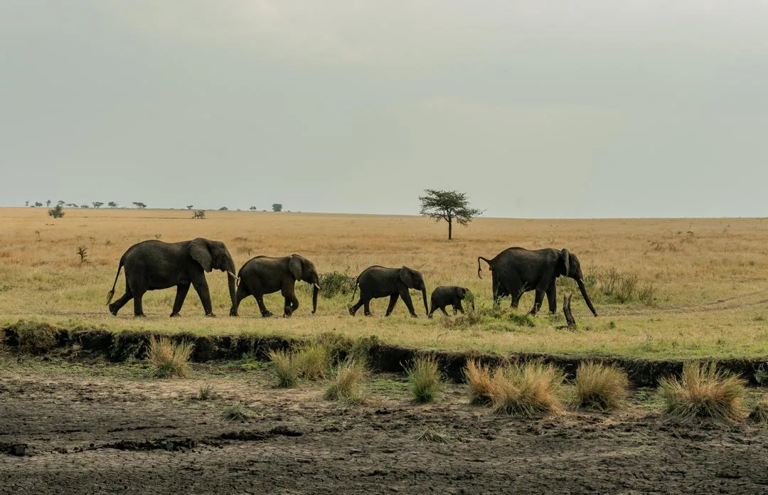 Endless Plains Expedition - extended Serengeti camping safari