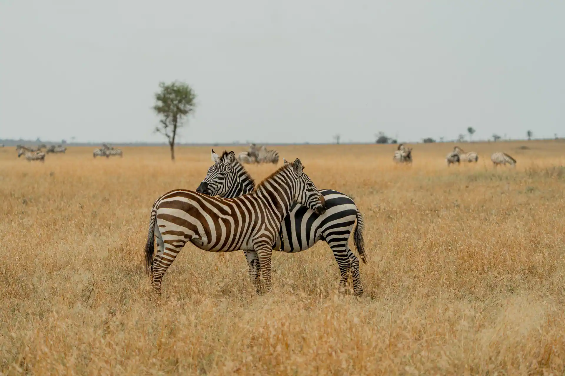 Premium Tanzania luxury safari