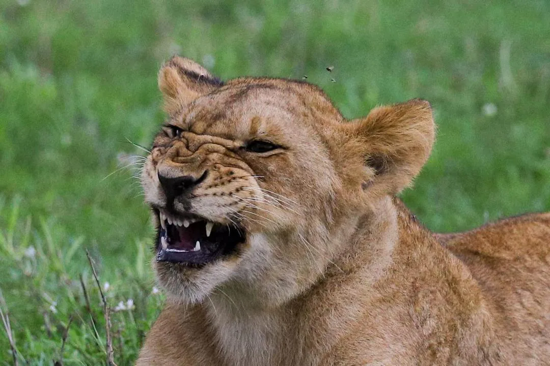 Wildlife photography during a Tanzania game drive
