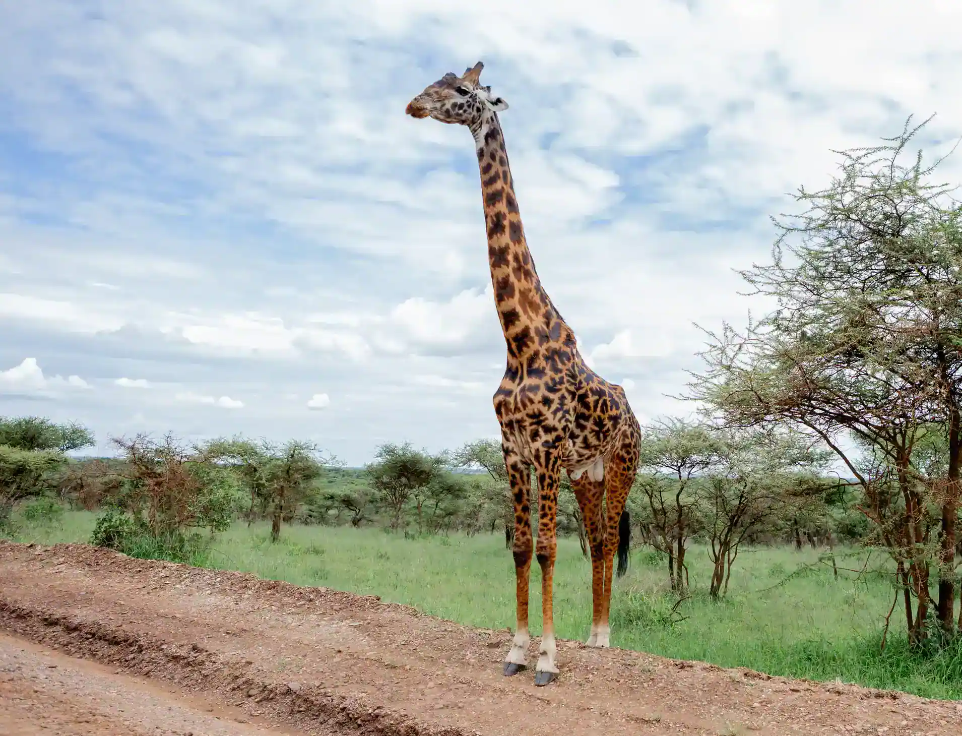 Camping safari under the African stars