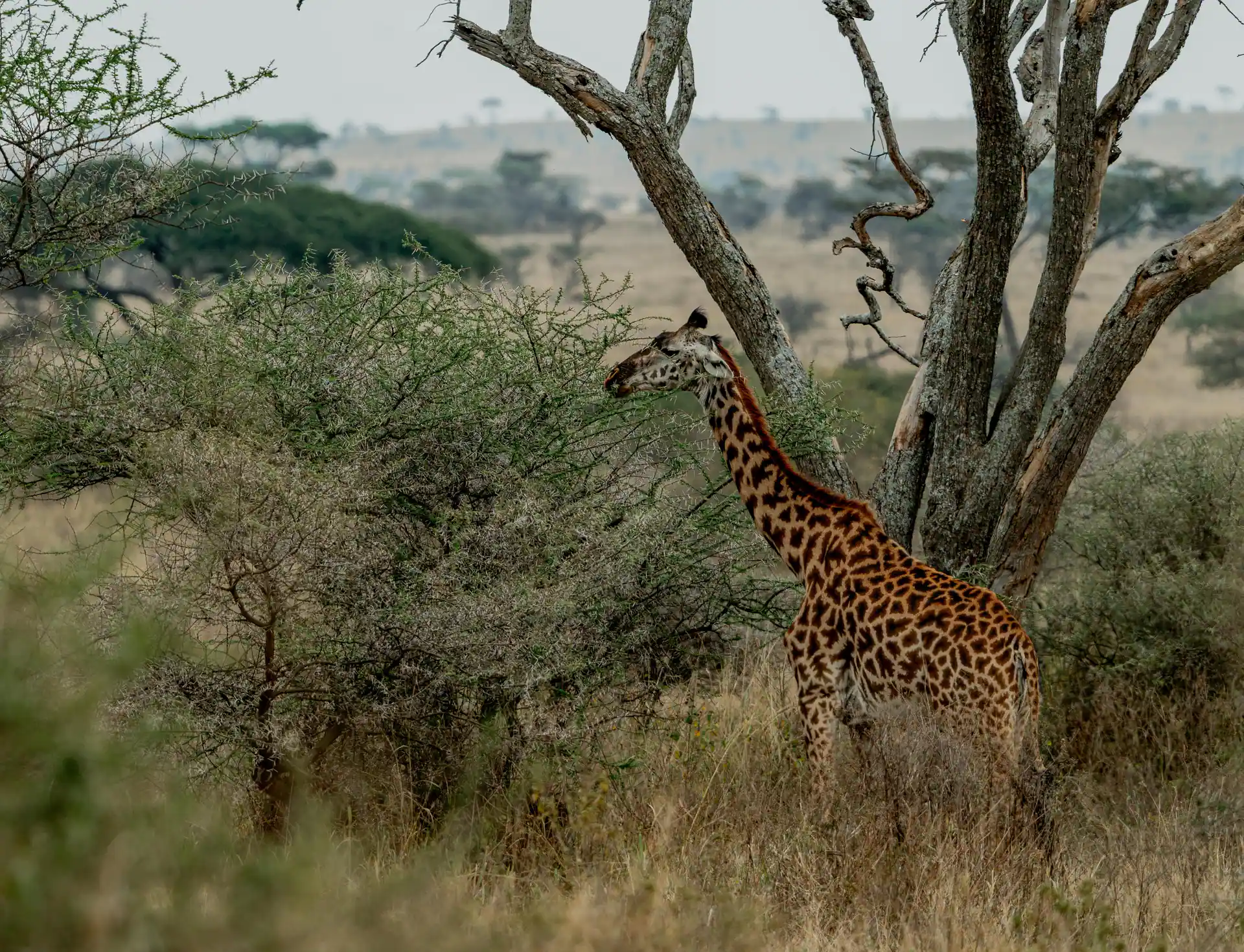 Male lion on the Serengeti plains
