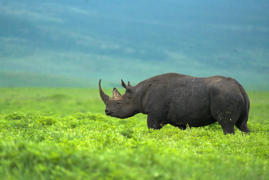 Giraffe on the Serengeti plains