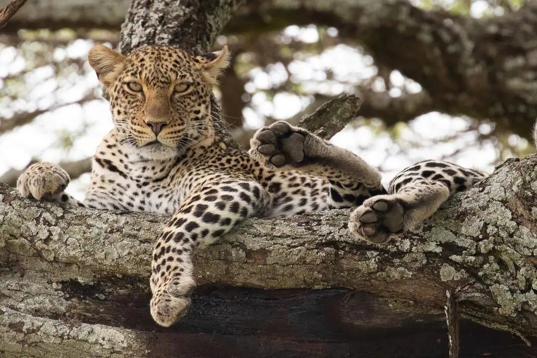 Serengeti under the stars camping safari