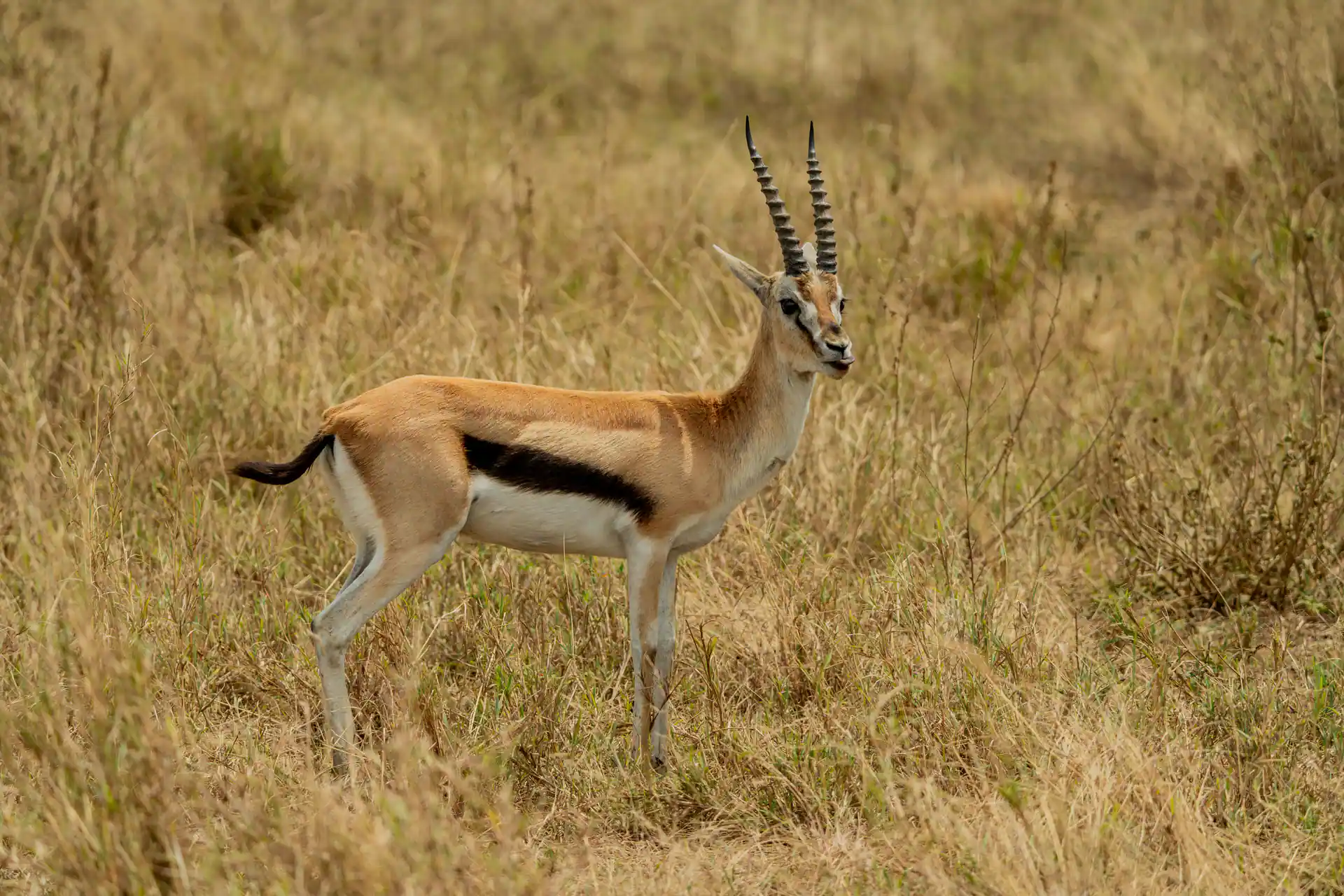 Comfort safari through the Serengeti