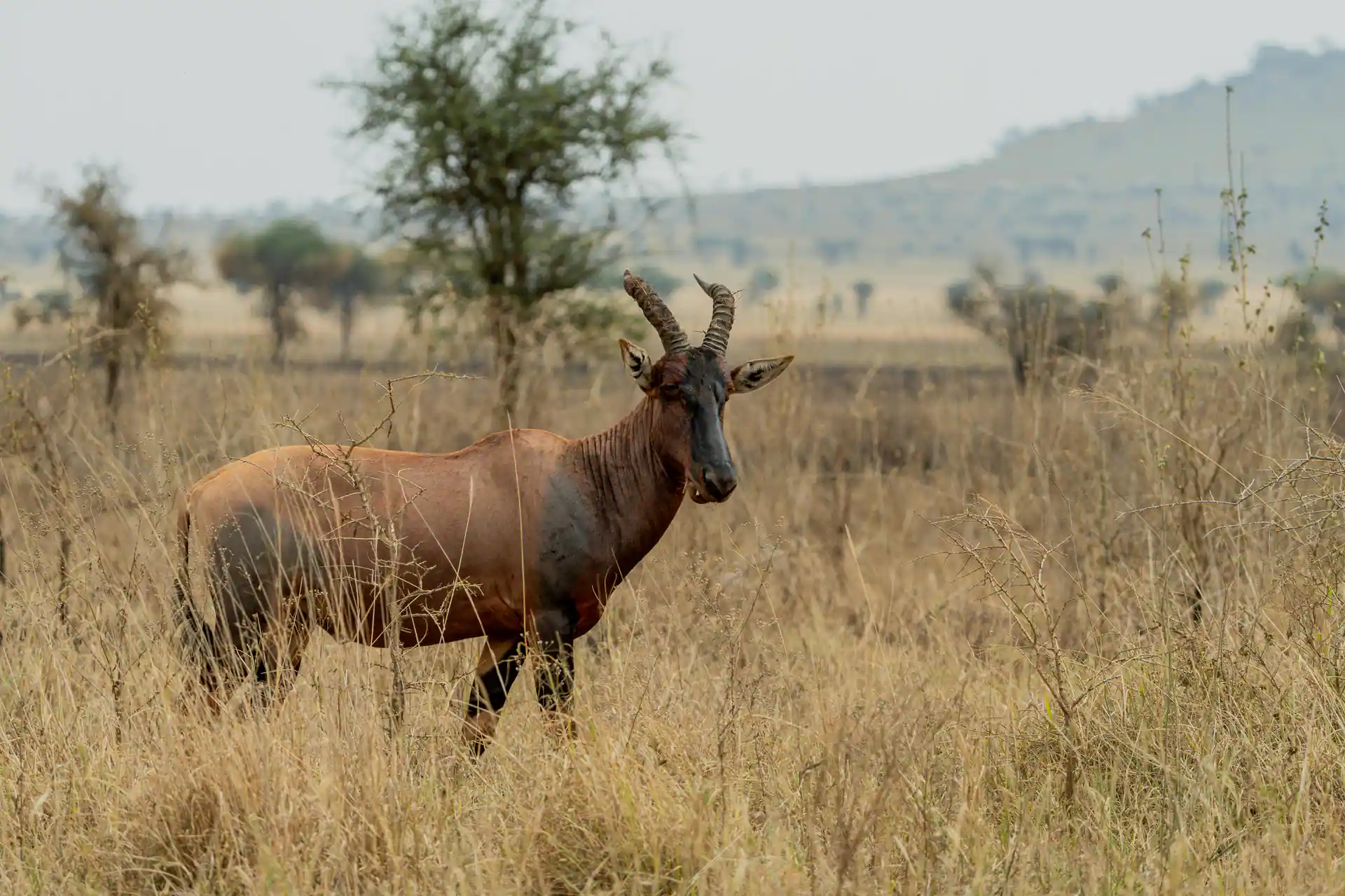 Rafiki Luxury Safari - northern circuit premium experience