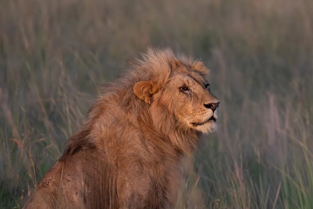 Sunrise over the Serengeti plains with acacia trees