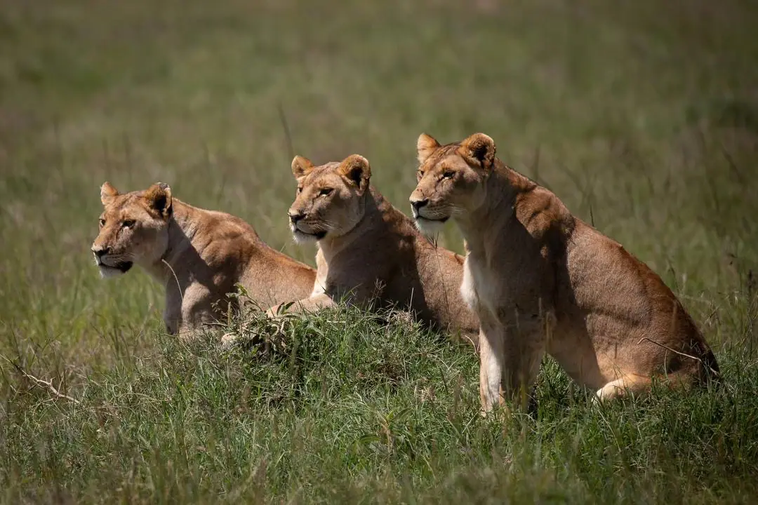 Tented camp at sunset in the Serengeti