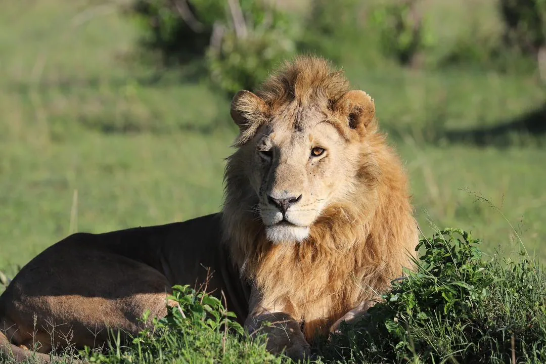 Luxury safari experience in Tanzania