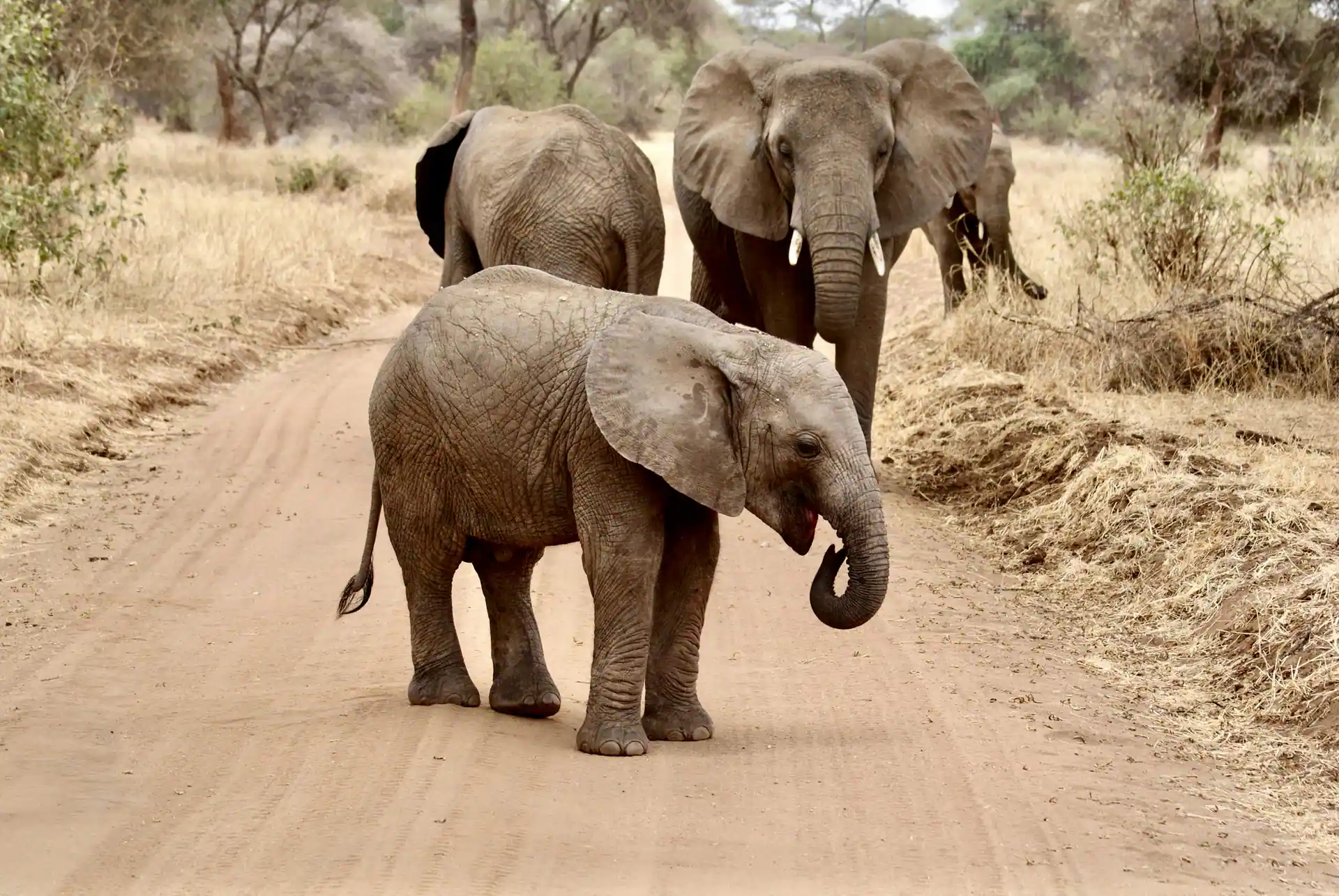 Elephant herd and baobab trees in Tarangire National Park